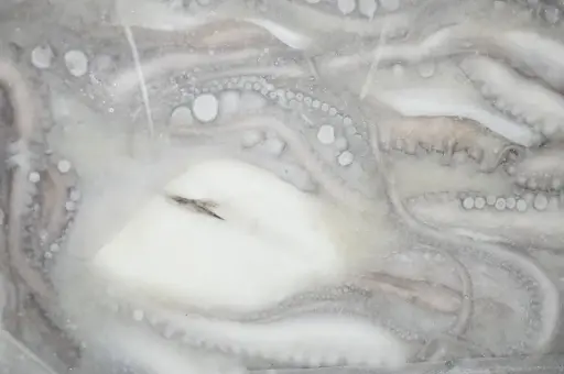 Pulpo Maya / Bloque Congelado